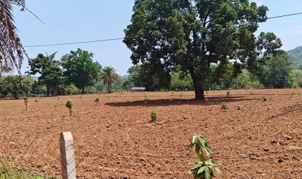 नारायणपुर का मॉडल बना मिसाल, किसानों के खेतों में फलदार क्रांति