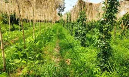 मल्टीलेयर खेती से किसान ने पेश की मिसाल, एक ही खेत में तीन स्तर पर उत्पादन