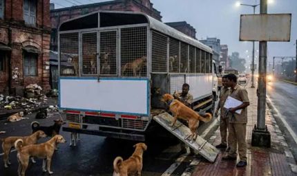 धनबाद के आवारा कुत्तों को मिलेगा नया ठिकाना, अब चाकुलिया शिफ्ट होंगे स्ट्रे डॉग्स