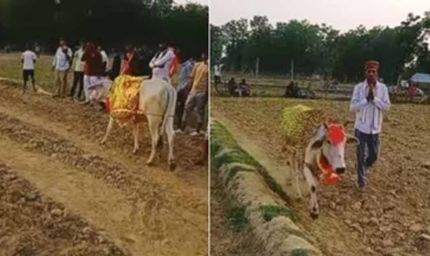 श्रावस्ती में 7 दिन खेत में चक्कर लगाती गाय, बीमारी निकली वजह