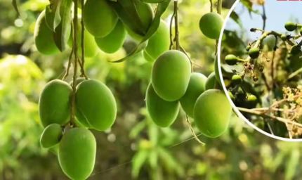 सहारनपुर में सालभर फल देने वाला ‘सदाबहार आम’ बना आकर्षण