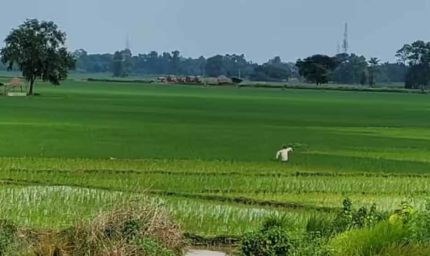 पटना समेत 11 शहरों में सैटेलाइट टाउनशिप की जमीन पर लगी खरीद-बिक्री की रोक हटाई गई