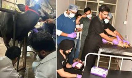 देश में पहली बार पशुओं के लिए ब्लड बैंक की सुविधा, हिसार से शुरू हुआ 'जीव संजीवनी' महाअभियान