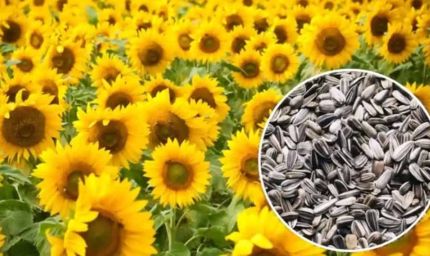 हरियाणा सरकार का बड़ा फैसला, मंडियों में 30 जून तक होगी सूरजमुखी की पूरी खरीद