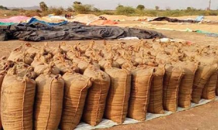 Bastar में उठाव नहीं होने से करोड़ों की धान सड़ी, किसानों की मेहनत पर फिरा पानी