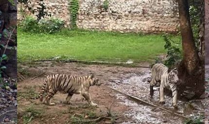 कान्हा में CDV का खतरा, ग्वालियर जू अलर्ट पर; बाघिन मीरा के तीनों शावक फिलहाल आइसोलेशन में रहेंगे
