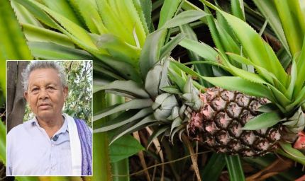 मेड़ पर लगाए कुछ अनानास के पौधे, आज हर साल ₹2.5 लाख कमा रहे रायगढ़ के किसान अरुण साहू
