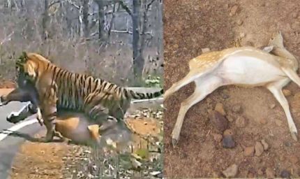 कटनी के जंगल में तालाब में जहर घोलने से 14 चीतल-सांभरों की मौत, बाघों पर भी मंडराया खतरा