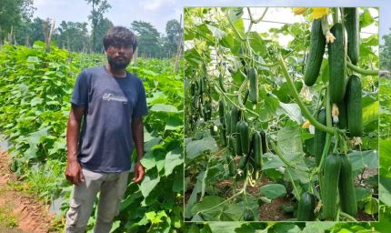 उद्यानिकी विभाग की योजना से बदली किसान की किस्मत, खीरे की वैज्ञानिक खेती बनी वरदान