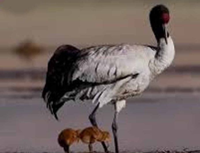 ग्लोबल वॉर्मिंग से लड़ाई में पक्षी बने धरती के रक्षक, जानिए कैसे बचा रहे हैं पर्यावरण