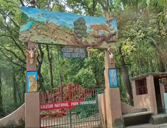 हरियाली की दौड़ में यमुनानगर अव्वल, 60 लाख से ज्यादा पेड़ लगाकर बना नंबर-1 जिला