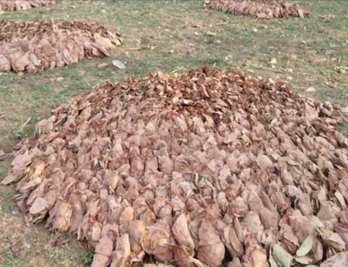 हेरहंज-बारियातू के जंगलों में केंदुपत्ता माफिया का खेल, अवैध कारोबार से वन विभाग को बड़ा नुकसान