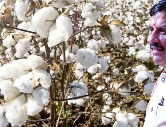 कपास किसानों को मोहन सरकार का बड़ा तोहफा, मंडी टैक्स आधा; ‘सफेद सोने’ की खेती को मिलेगा बढ़ावा