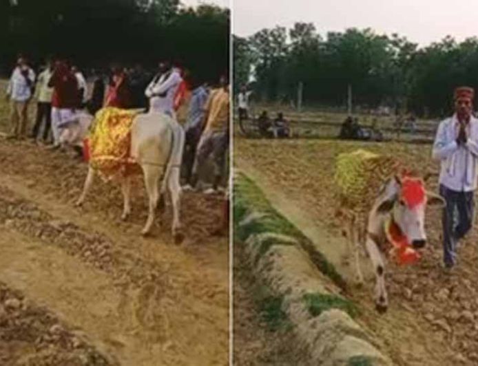 श्रावस्ती में 7 दिन खेत में चक्कर लगाती गाय, बीमारी निकली वजह