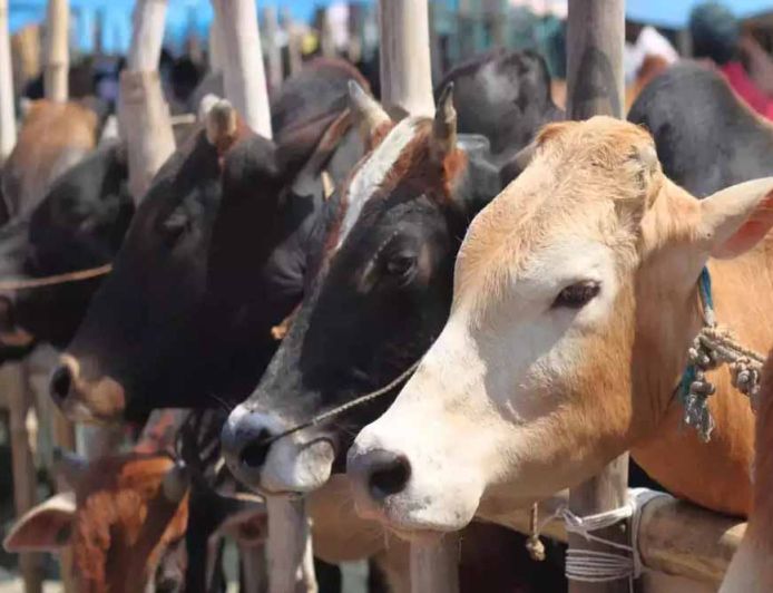गो संरक्षण विशेष-मेगा कैंपेन चलाकर घर-घर पहुंचाया जाएगा ‘जहर मुक्त भोजन’