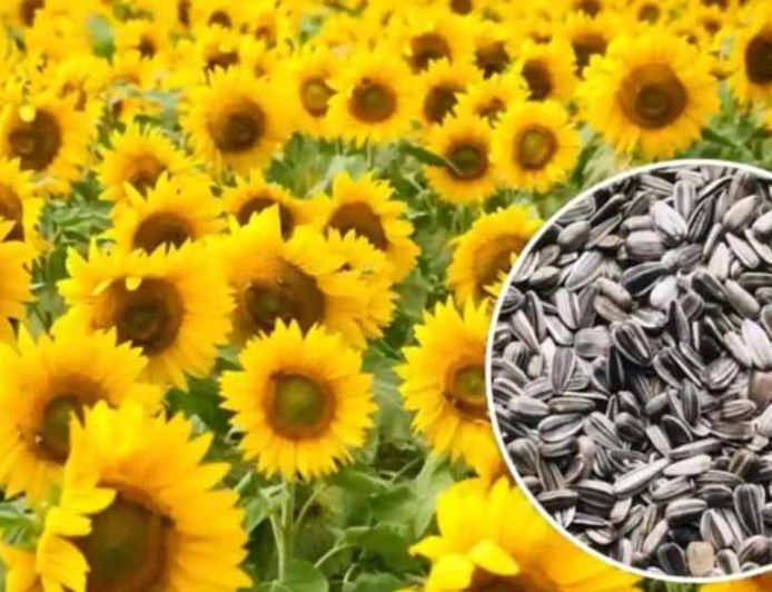 हरियाणा सरकार का बड़ा फैसला, मंडियों में 30 जून तक होगी सूरजमुखी की पूरी खरीद