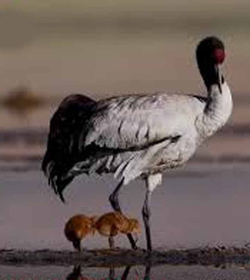 ग्लोबल वॉर्मिंग से लड़ाई में पक्षी बने धरती के रक्षक, जानिए कैसे बचा रहे हैं पर्यावरण