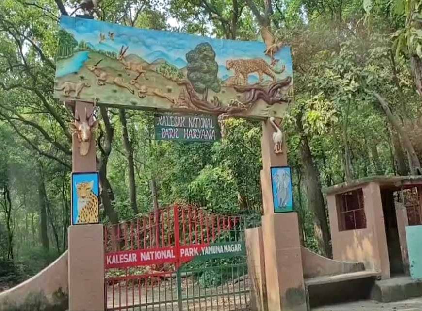 हरियाली की दौड़ में यमुनानगर अव्वल, 60 लाख से ज्यादा पेड़ लगाकर बना नंबर-1 जिला
