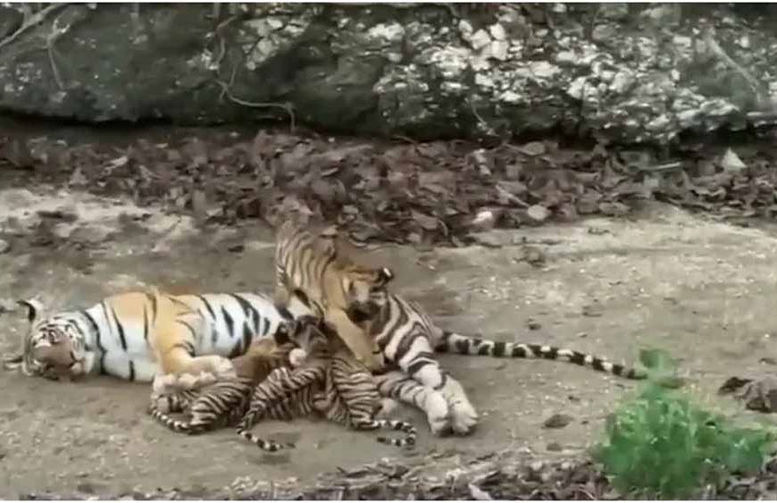 रणथंभौर में बाघिन रिद्धि का वायरल वीडियो: शावकों संग मां का प्यार दिखा मनमोहक नजारा
