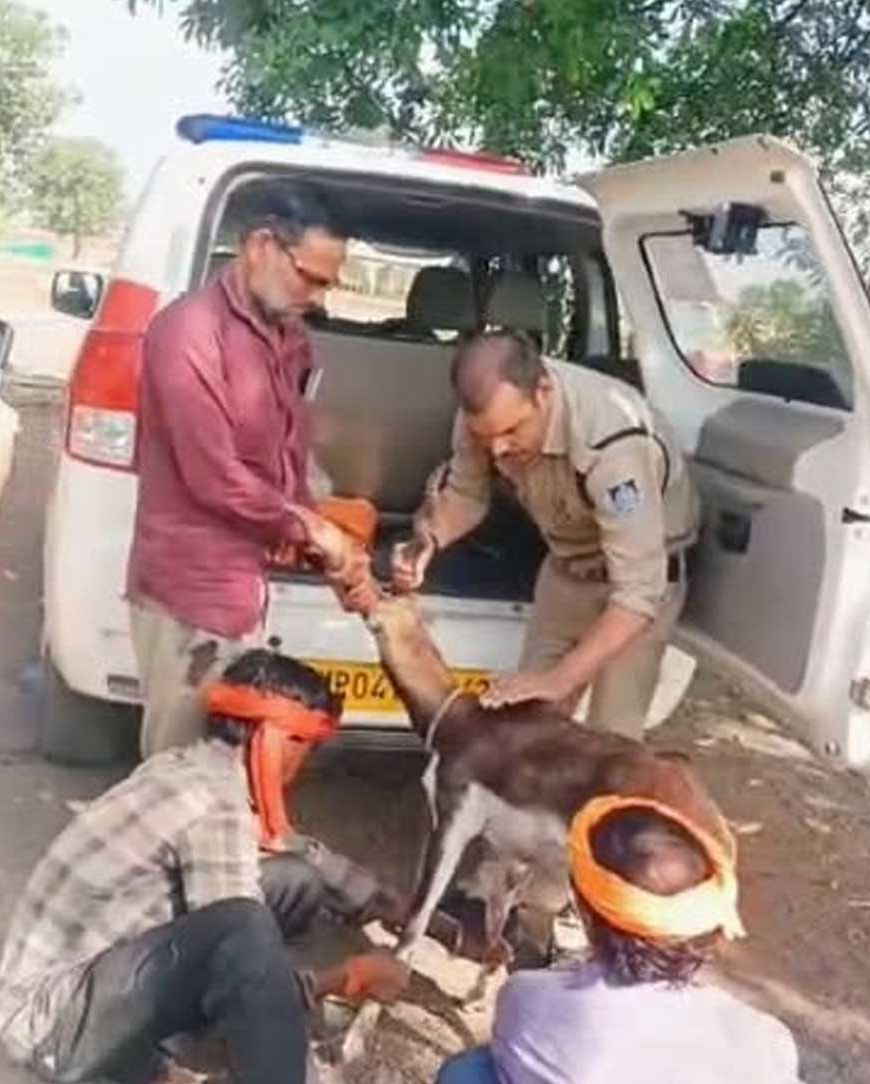 गुना के डायल-112 हीरोज घायल हिरण के शावक को सुरक्षित वन विभाग के सुपुर्द किया