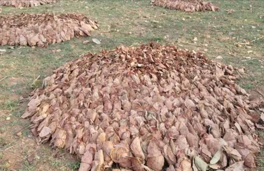 हेरहंज-बारियातू के जंगलों में केंदुपत्ता माफिया का खेल, अवैध कारोबार से वन विभाग को बड़ा नुकसान