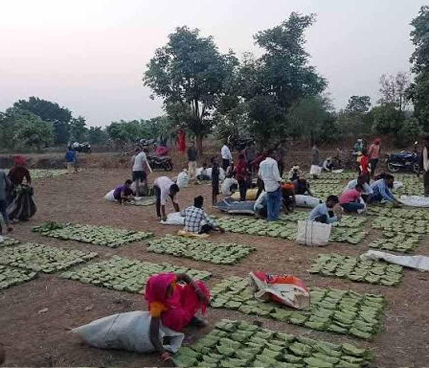 बस्तर में तेंदूपत्ता खरीदी का नया रिकॉर्ड, फिर भी 50 हजार संग्राहकों ने नहीं किया संग्रहण कार्य