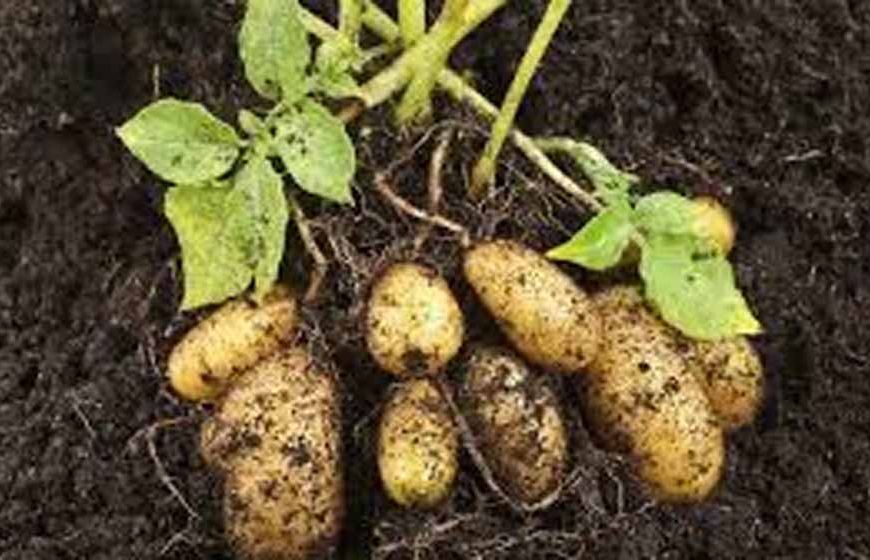 हरियाणा में आलू उत्पादन की नई क्रांति, एक पौधे से मिलेंगे 60 बीज वाले आलू