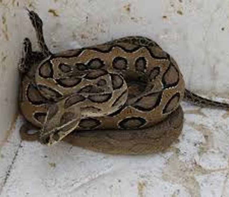 उदयपुर में ट्यूबवेल चेंबर से मिले 23 रसेल वाइपर, इलाके में मचा हड़कंप