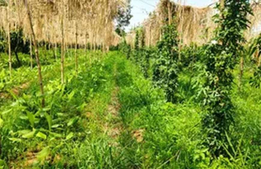 मल्टीलेयर खेती से किसान ने पेश की मिसाल, एक ही खेत में तीन स्तर पर उत्पादन