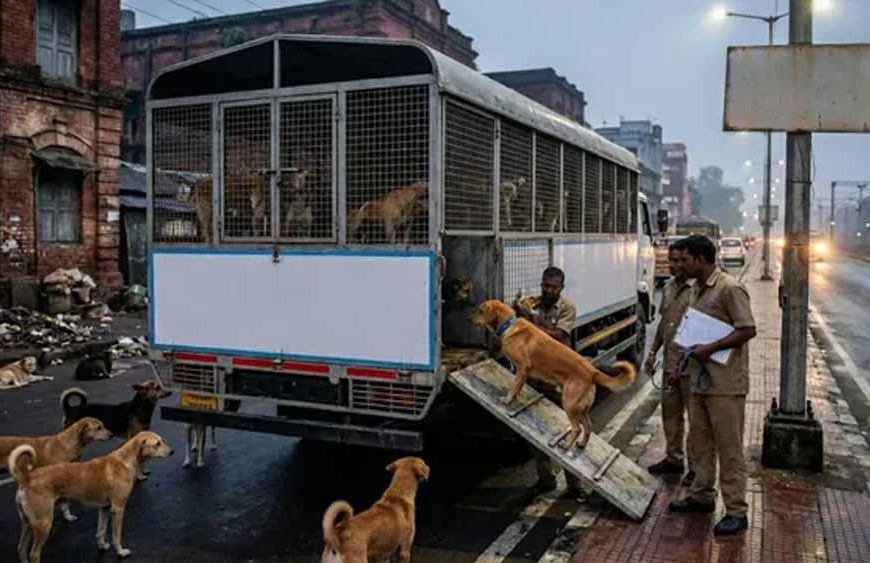 धनबाद के आवारा कुत्तों को मिलेगा नया ठिकाना, अब चाकुलिया शिफ्ट होंगे स्ट्रे डॉग्स
