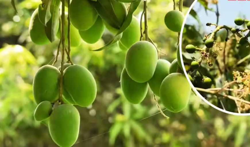 सहारनपुर में सालभर फल देने वाला ‘सदाबहार आम’ बना आकर्षण