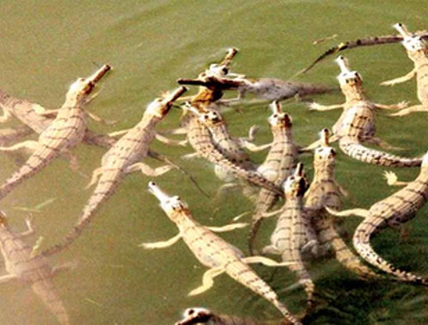 कुकरैल बना घड़ियाल संरक्षण का वैश्विक मॉडल, विदेशी चिड़ियाघरों तक पहुंच