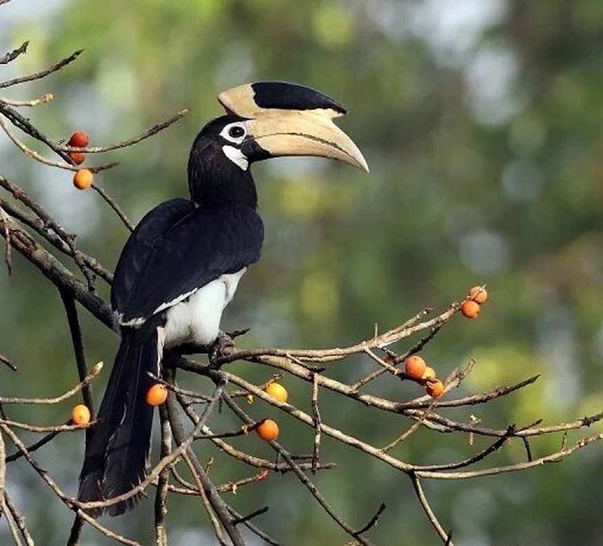 उदंती-सीतानदी टाइगर रिजर्व में शुरू होगी ‘हॉर्नबिल सफारी’, वन मंत्री करेंगे शुभारंभ