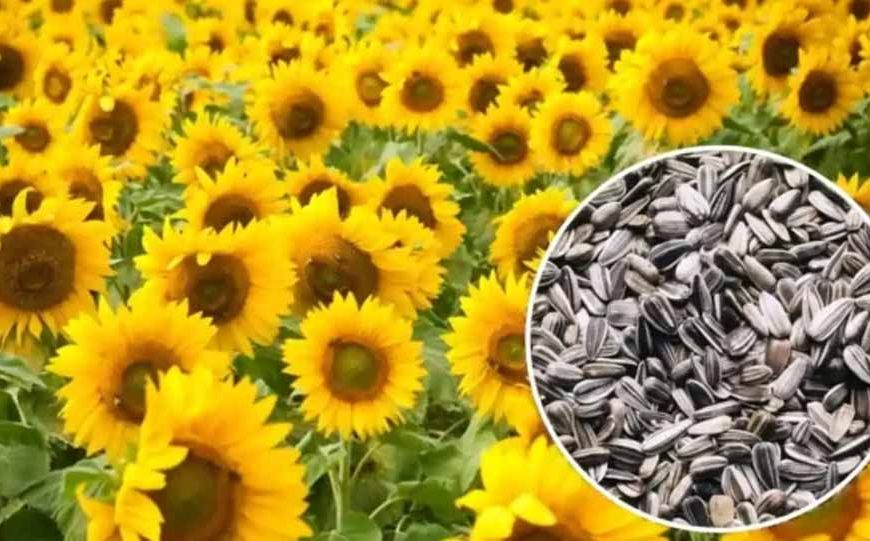 हरियाणा सरकार का बड़ा फैसला, मंडियों में 30 जून तक होगी सूरजमुखी की पूरी खरीद