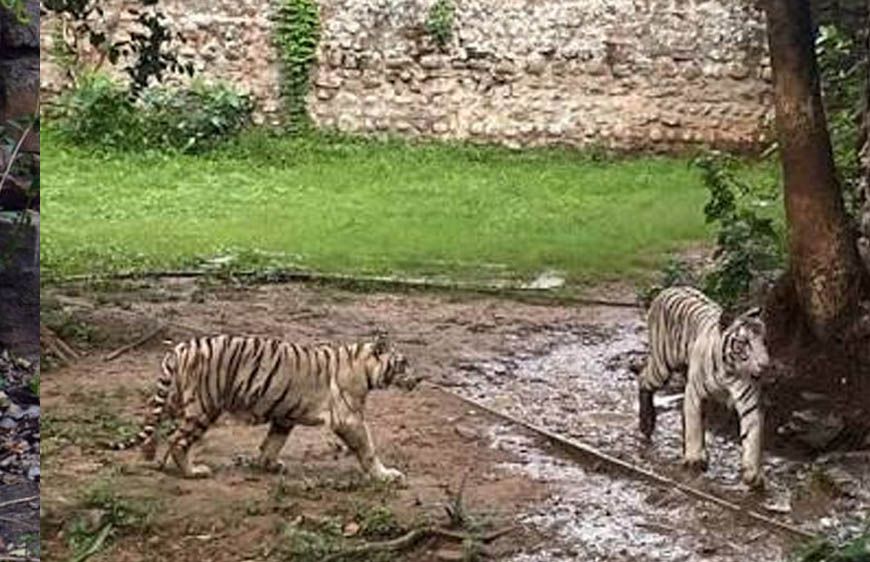 कान्हा में CDV का खतरा, ग्वालियर जू अलर्ट पर; बाघिन मीरा के तीनों शावक फिलहाल आइसोलेशन में रहेंगे