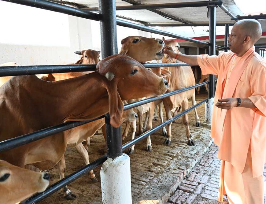 गुड़-रोटी खिलाकर सीएम योगी ने की गोसेवा स्नेहिल थपकी देकर गायों-गोवंश को खूब दुलारा मुख्यमंत्री ने
