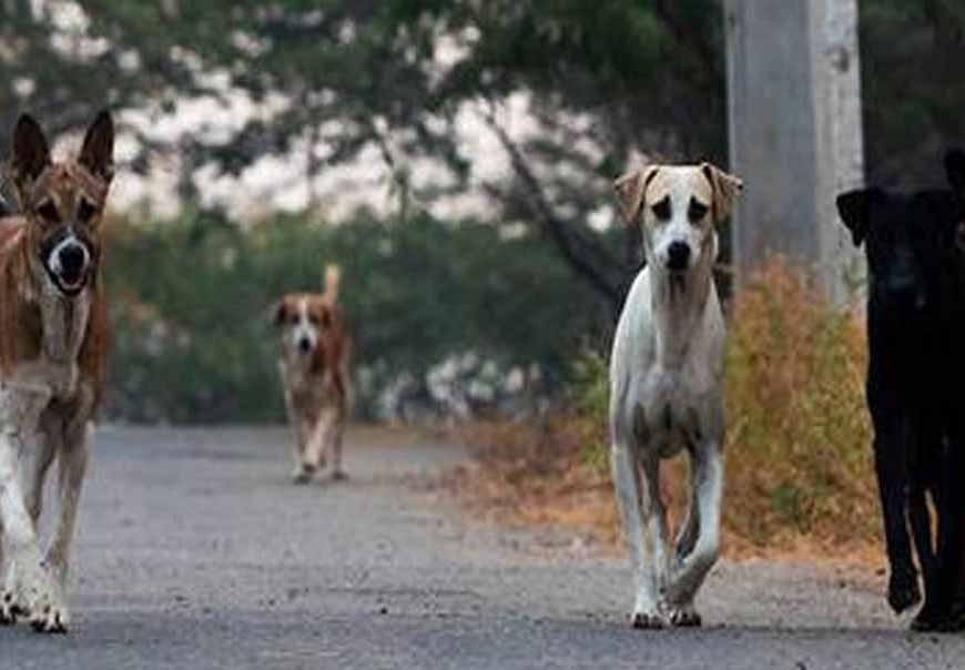 मोगा में आवारा कुत्तों का खूनी हमला, मजदूर को नोच-नोचकर उतारा मौत के घाट