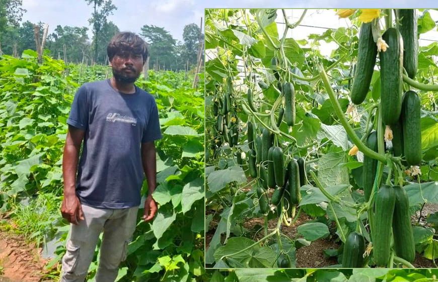 उद्यानिकी विभाग की योजना से बदली किसान की किस्मत, खीरे की वैज्ञानिक खेती बनी वरदान