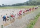 लगातार बारिश से पंच परगना में धान रोपाई ने पकड़ी रफ्तार, किसानों के चेहरे खिले