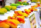 पिंजौर मैंगो फेस्टिवल में दिखेंगी आम की 400 से ज्यादा अनोखी किस्में