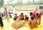 सुकमा में मशरूम उत्पादन का प्रशिक्षण बना आत्मनिर्भरता की नई राह