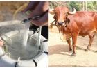 राजस्थान में जेंडर सॉर्टेड सीमन तकनीक को मिली वैज्ञानिक पुष्टि