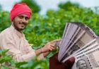 MSP का लाभ लेने के लिए 31 जुलाई तक करें 'मेरी फसल-मेरा ब्योरा' पोर्टल पर पंजीकरण