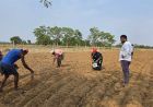 किसानों ने अपनाया लाभकारी फसलों का विकल्प हो रहा है, किसानों की आमदनी में इजाफा