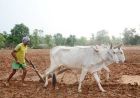 मुख्यमंत्री डॉ. यादव 10.54 लाख किसानों के खातों में 1460.25 करोड़ की राशि करेंगे अंतरित