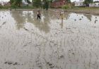 मॉनसूनी बारिश से खिले किसानों के चेहरे, धान रोपनी हुई तेज