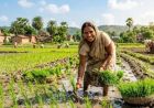 झारखंड में बारिश संकट के बीच डीएसआर तकनीक से धान खेती की सलाह