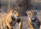 बाघ संरक्षण के प्रति युवाओं को जागरूक करने वन विहार में हुई ओपन क्विज और रेस्क्यू वर्कशॉप