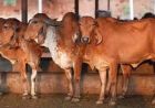 गोसंरक्षण से ग्रामीण समृद्धि: उत्तर प्रदेश का बहुआयामी विकास मॉडल दिनेश सिंह