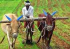 Haryana News: अगले रबी सीजन तक जारी रहेगी PM फसल बीमा योजना, किसानों को मिलेगा सुरक्षा कवच
